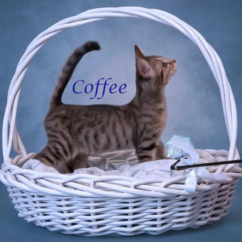Coffee C thumbnail 3