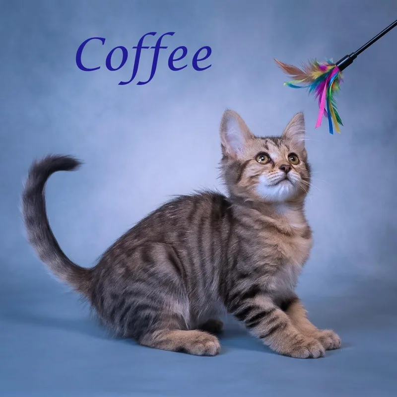 Coffee C thumbnail 4