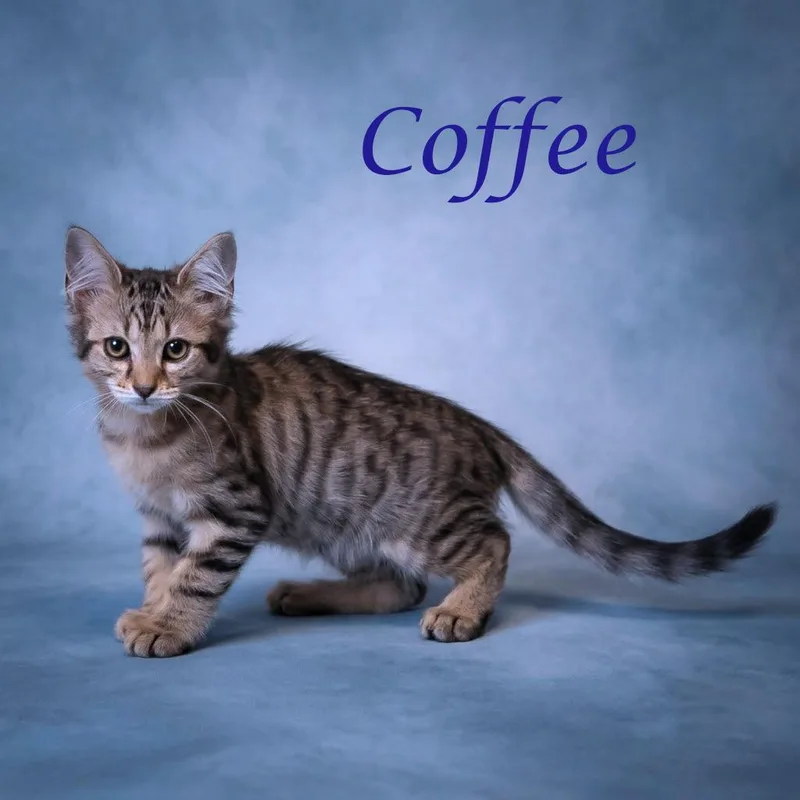 Coffee C thumbnail 5