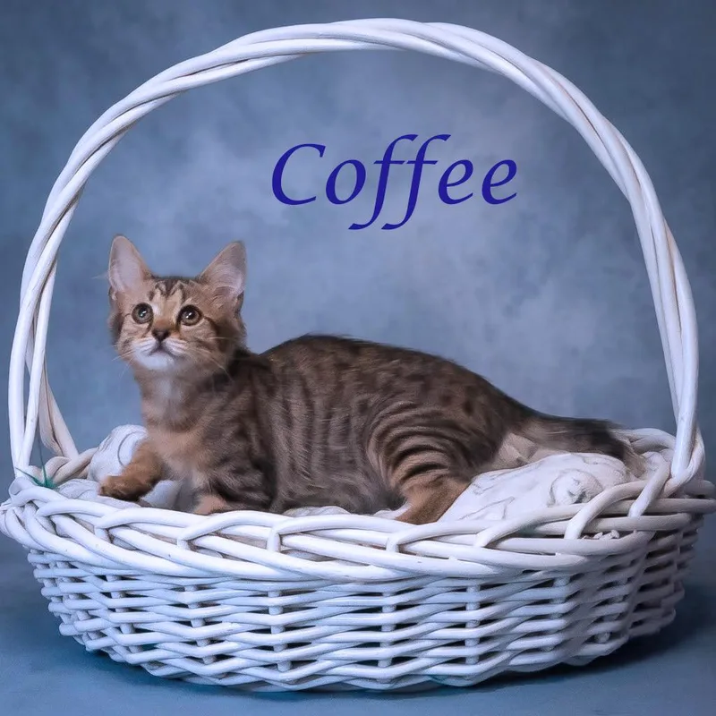Coffee C thumbnail 6