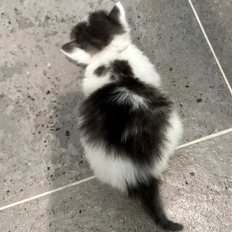 A baby small-sized male Gray / Blue / Silver Domestic Short Hair cat named Shadow for adoption in Long Beach, CA