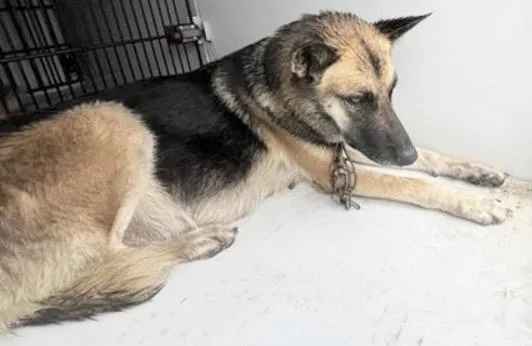 An adult medium-sized female German Shepherd Dog dog named A for adoption in Houston, TX