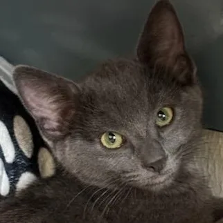 A baby medium-sized female Gray / Blue / Silver Domestic Short Hair cat named Royal for adoption in Rochester, WA