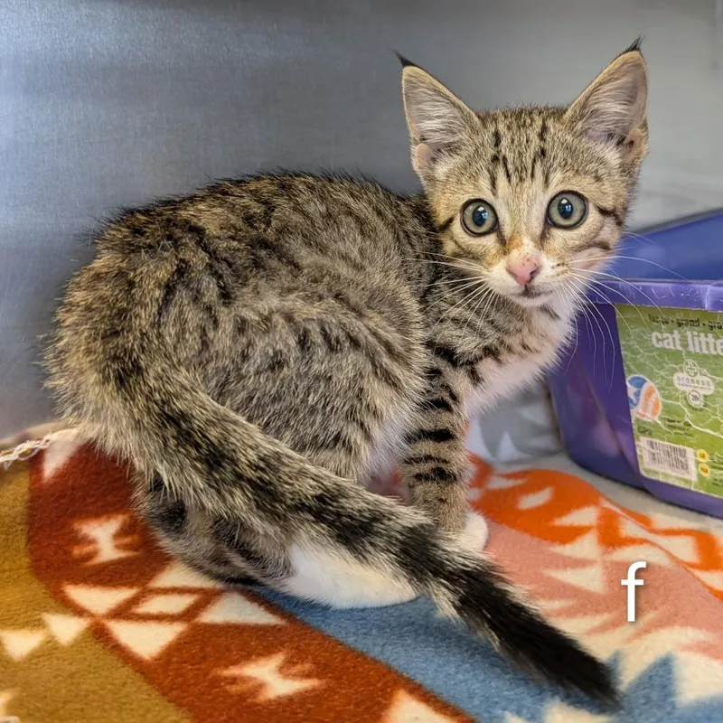 A baby small-sized female Gray / Blue / Silver Domestic Short Hair cat named Kiki for adoption in Emporia, KS