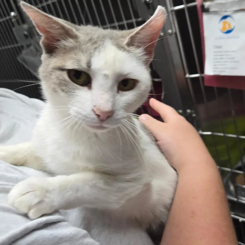 An adult medium-sized female White Domestic Short Hair cat named Teenie for adoption in Mount Gilead, NC