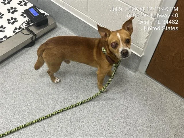 A young small-sized male Chihuahua dog named Scout for adoption in Ocala, FL