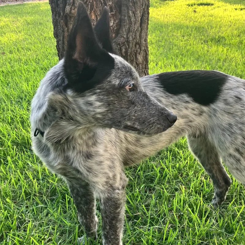 A baby medium-sized male White / Cream Australian Cattle Dog / Blue Heeler dog named Sombra for adoption in Warren, RI