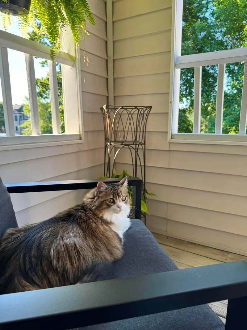 An adult large-sized female Domestic Medium Hair cat named Luna for adoption in GREENVILLE, NC