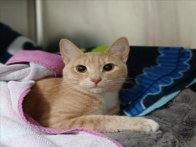 A young medium-sized female Domestic Short Hair cat named Osacat for adoption in Derwood, MD
