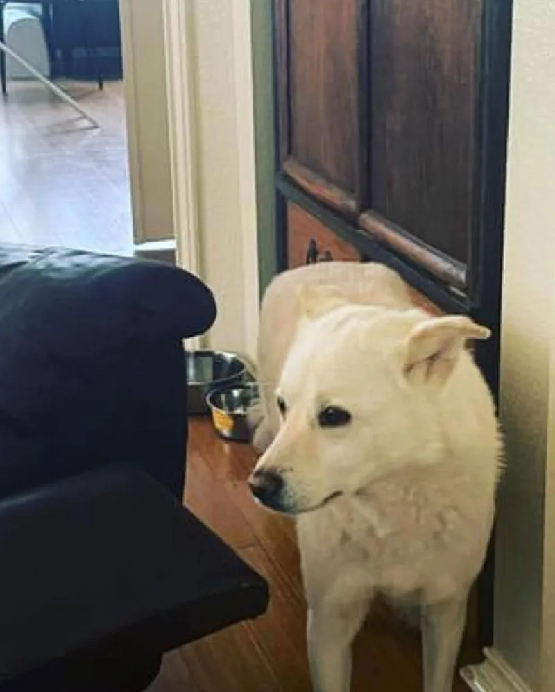 An adult medium-sized male Apricot / Beige Jindo dog named Bomi And Ruee for adoption in Wells, NV