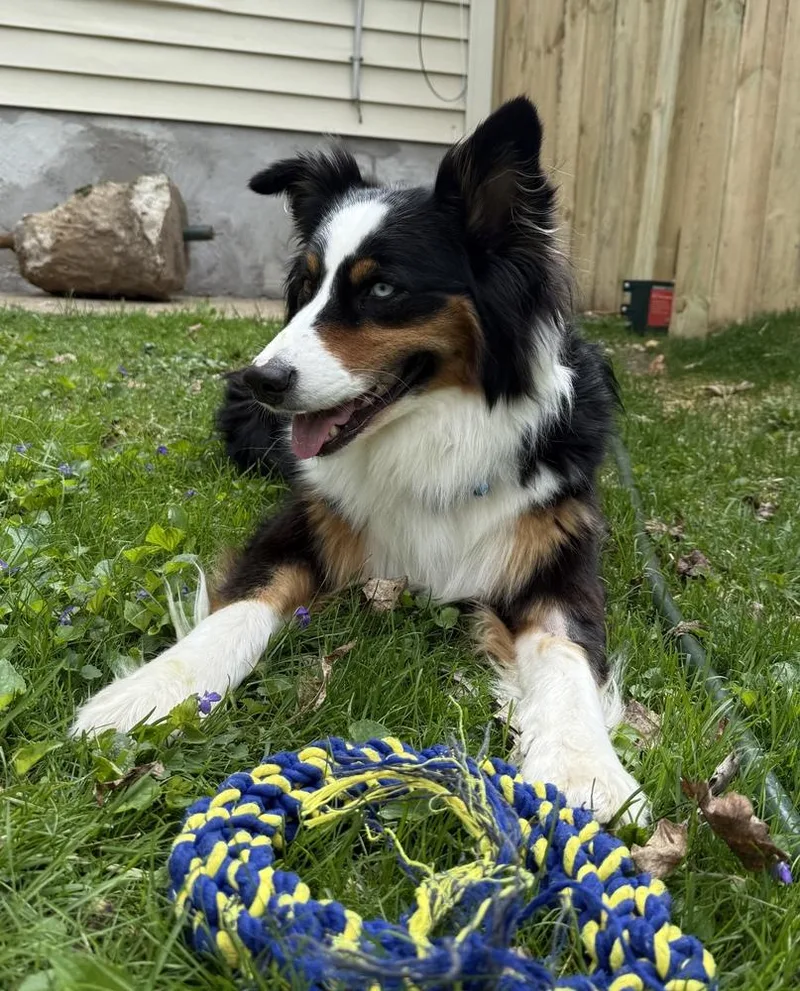 Bluey thumbnail 3