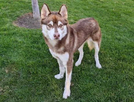 A young large-sized male White / Cream Siberian Husky dog named Buddy for adoption in San Clemente, CA