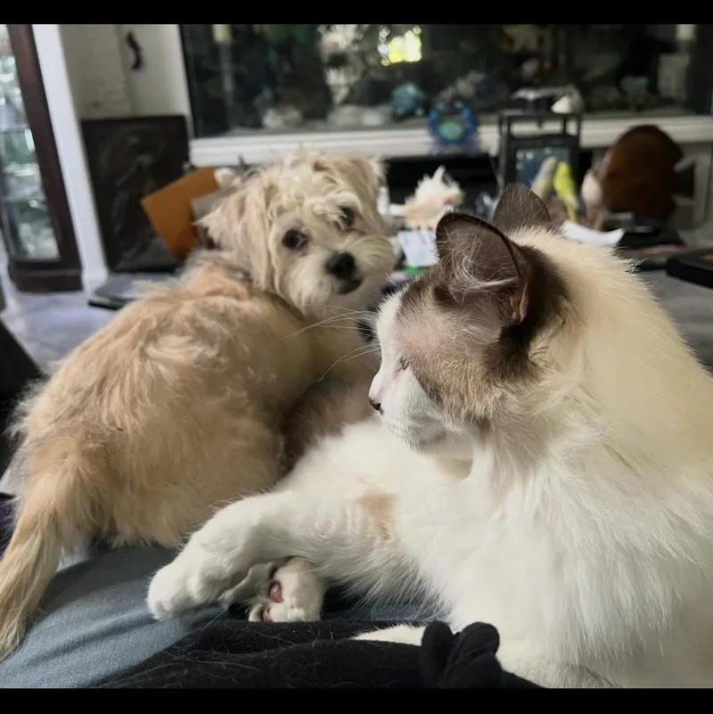 A young small-sized male Shih Tzu dog named Cody  The Darling for adoption in Citrus Heights, CA