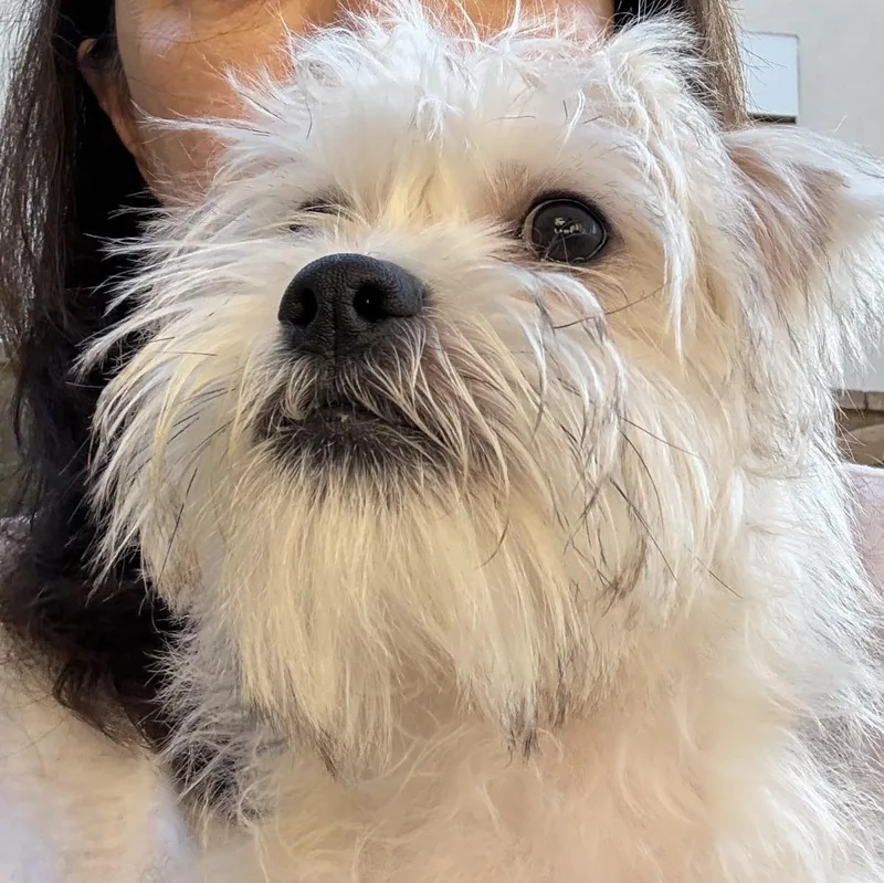 Cody  The Darling thumbnail 2