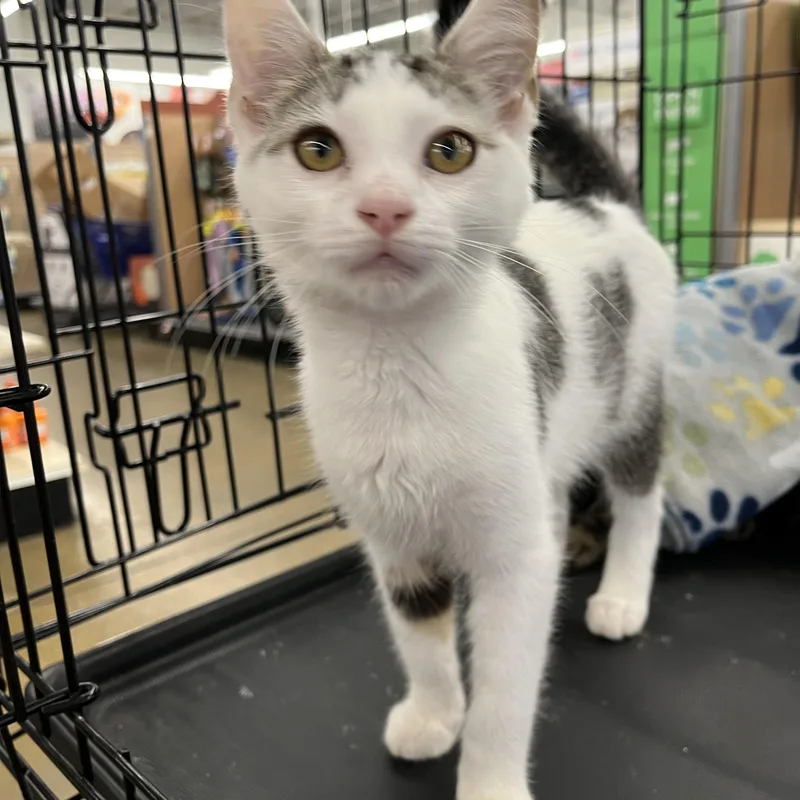 A baby medium-sized male Domestic Short Hair cat named Sparky for adoption in Massillon, OH