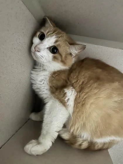 An adult medium-sized female Domestic Medium Hair cat named Shirley for adoption in Columbus, IN