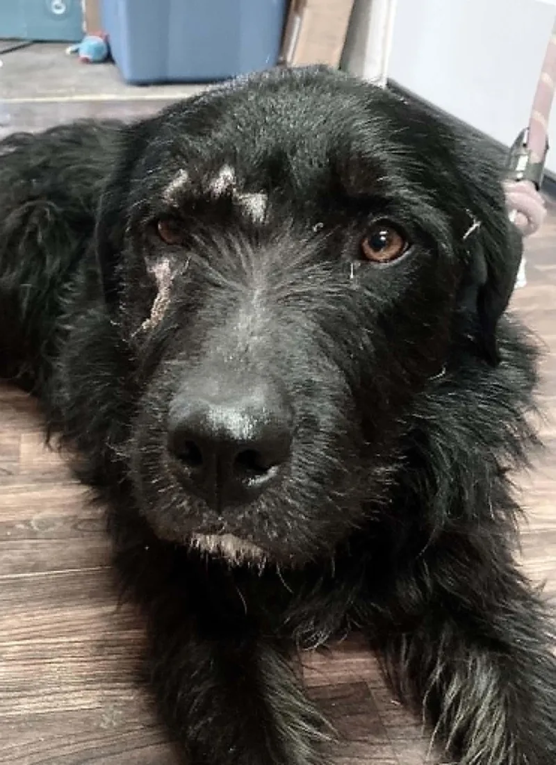 A young large-sized male Black Airedale Terrier dog named Burt Reynolds for adoption in Arlee, MT