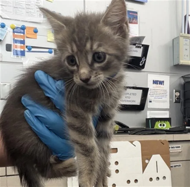 A baby medium-sized female Domestic Short Hair cat named Kim for adoption in Dallas, TX