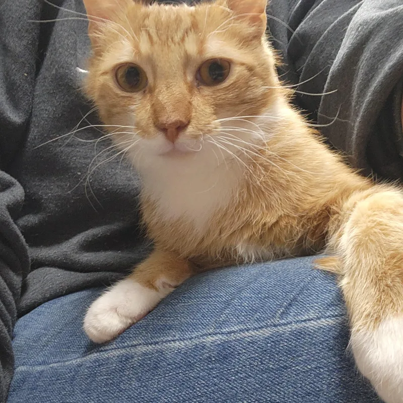 A young medium-sized male Domestic Short Hair cat named Pumpkin for adoption in Stanhope, NJ