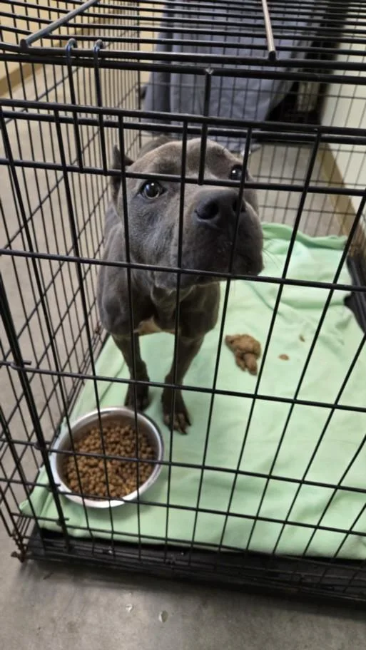 An adult medium-sized female Pit Bull Terrier dog named Misty for adoption in Texas City, TX