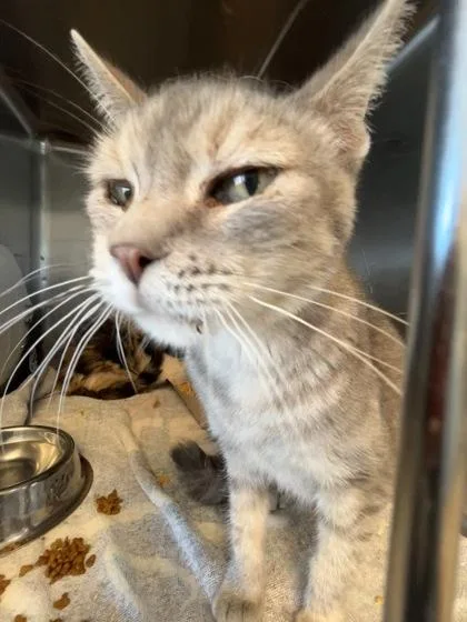 A baby small-sized female Gray / Blue / Silver Domestic Short Hair cat named 61475375 for adoption in El Paso, TX