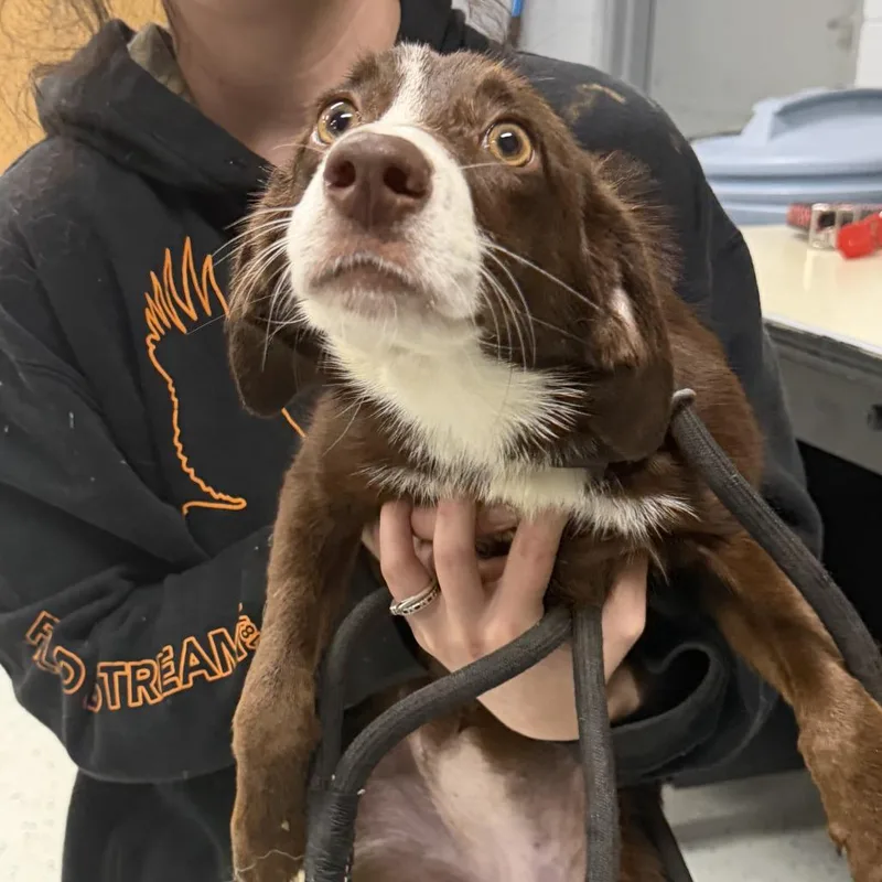 A young small-sized female Brown / Chocolate Retriever dog named Rosalina aka D for adoption in Marion, VA