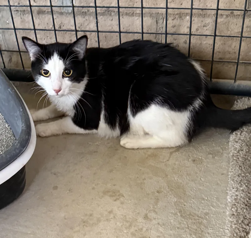 An adult medium-sized female Black & White / Tuxedo Domestic Short Hair cat named Chris Angel for adoption in Marana, AZ