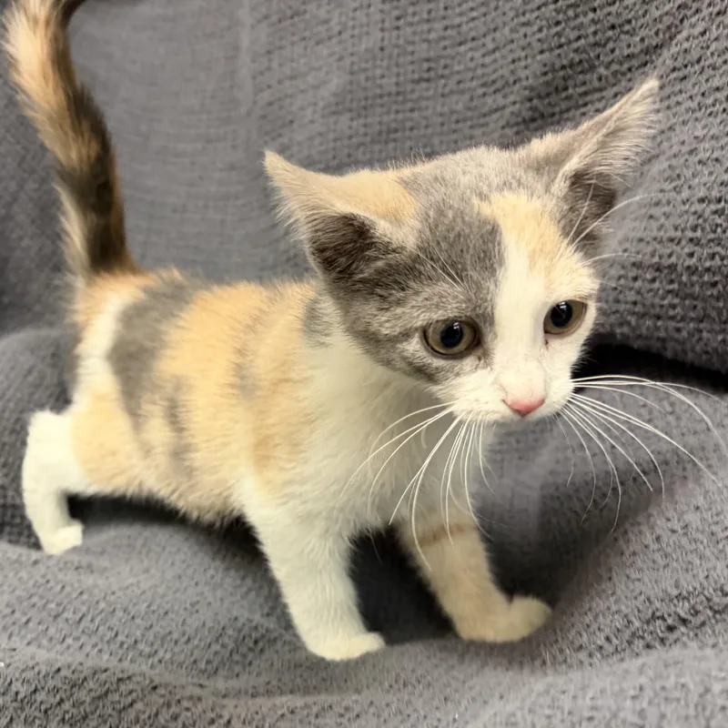 A baby medium-sized female Dilute Calico Domestic Short Hair cat named Betty for adoption in Latrobe, PA