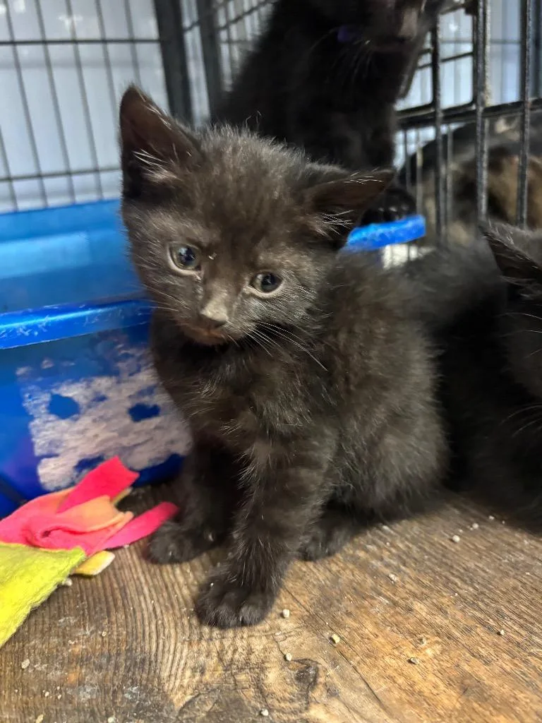 A baby medium-sized female Domestic Short Hair cat named Princess for adoption in Algona, IA