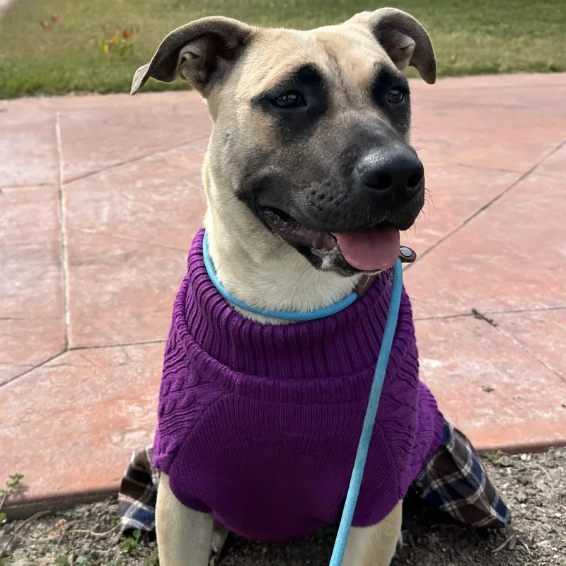 A baby medium-sized female Pit Bull Terrier dog named Sadie for adoption in Sun Valley, CA