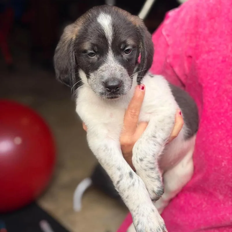 A baby medium-sized male Black Mixed Breed dog named Horton for adoption in Fredericksburg, VA