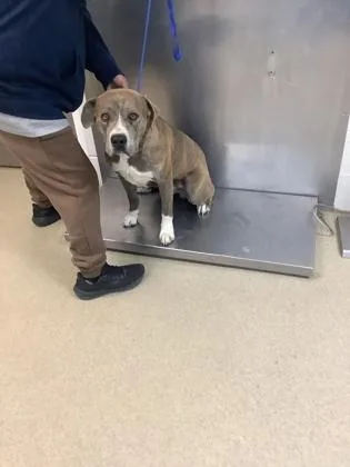 An adult large-sized male Pit Bull Terrier dog named Angus for adoption in Fort Worth, TX