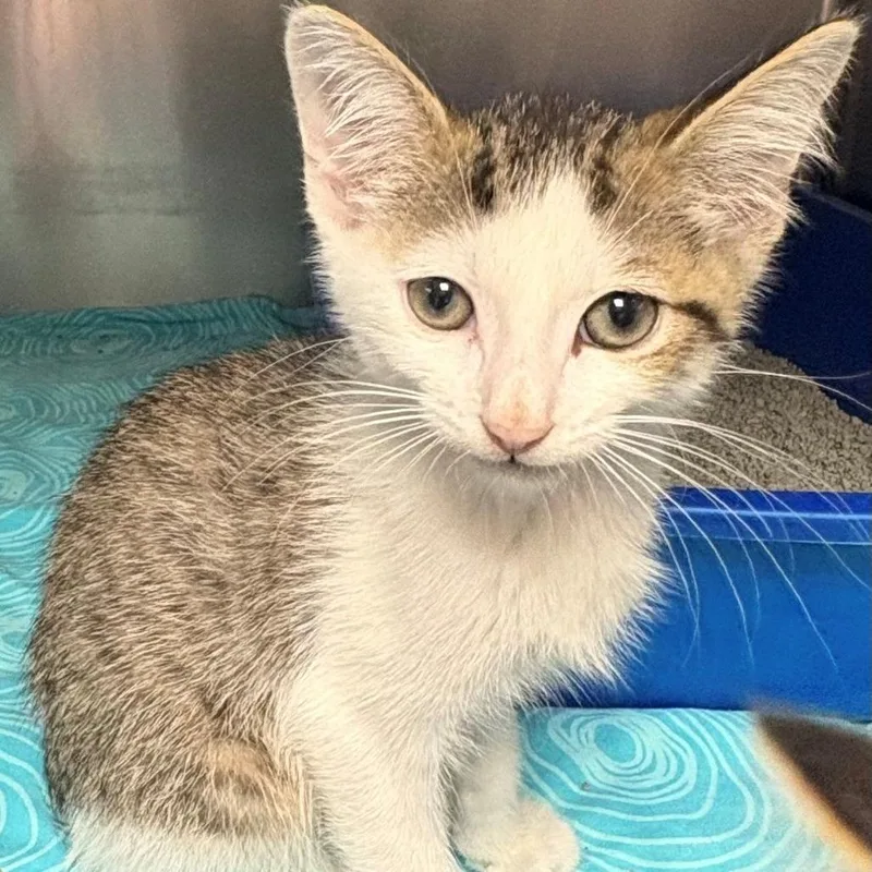 A baby small-sized male Brown / Chocolate Domestic Short Hair cat named Reebok for adoption in East Hanover, NJ
