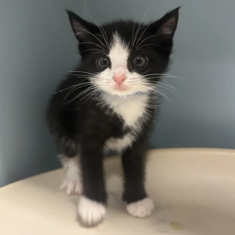 A baby small-sized male Black Domestic Short Hair cat named Dime for adoption in Chattanooga, TN