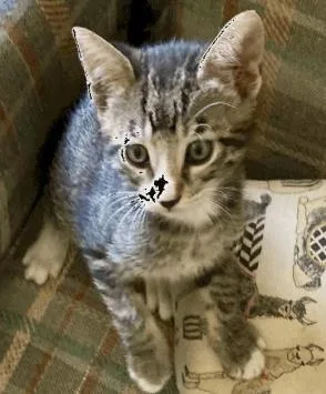 A baby small-sized female Domestic Short Hair cat named Sassy for adoption in Largo, FL