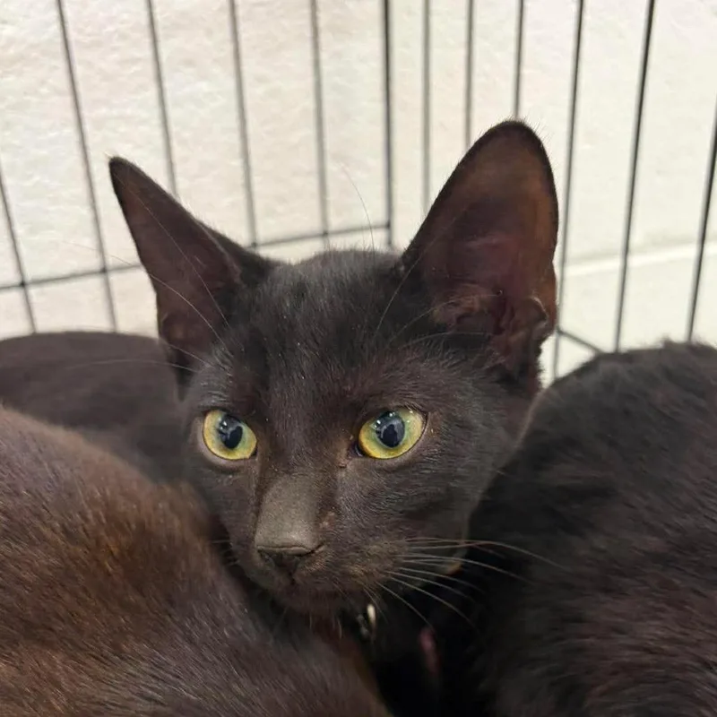 A baby small-sized male Domestic Short Hair cat named Moonshine for adoption in Rocky Mount, VA