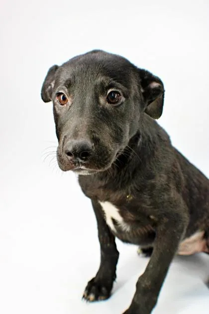 A baby large-sized female German Shepherd Dog dog named Mable for adoption in Morton Grove, IL