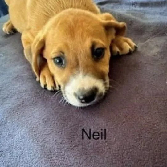 A baby medium-sized male Yellow / Tan / Blond / Fawn Mixed Breed dog named Neil for adoption in Alexandria, VA