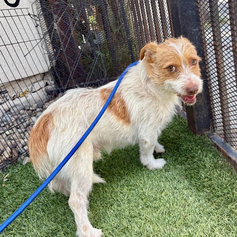 An adult small-sized male Red / Chestnut / Orange Terrier dog named Max for adoption in San Francisco, CA