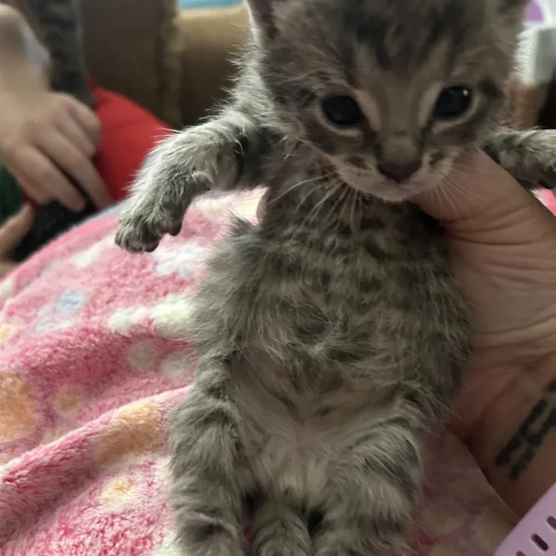 A baby small-sized male Gray / Blue / Silver Domestic Short Hair cat named Pebble for adoption in Greensboro, NC