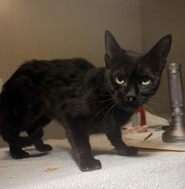A young small-sized female Domestic Short Hair cat named Mazzy Star for adoption in Oakland, CA