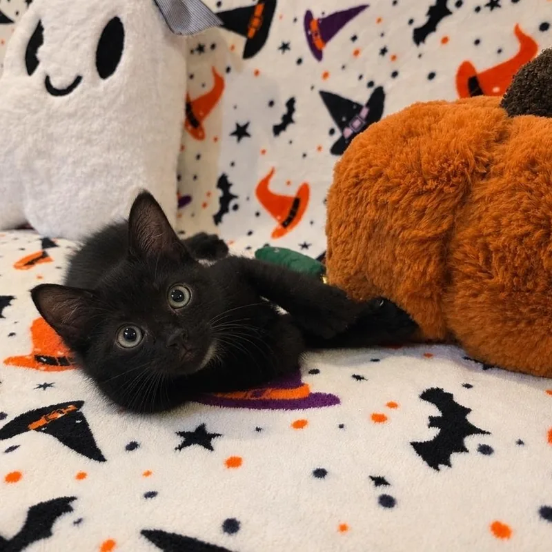 A baby medium-sized male Domestic Short Hair cat named Nibbin for adoption in Moriches, NY