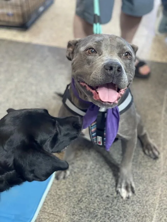 An adult large-sized female Gray / Blue / Silver American Bully dog named Mildred for adoption in Jackson, MS
