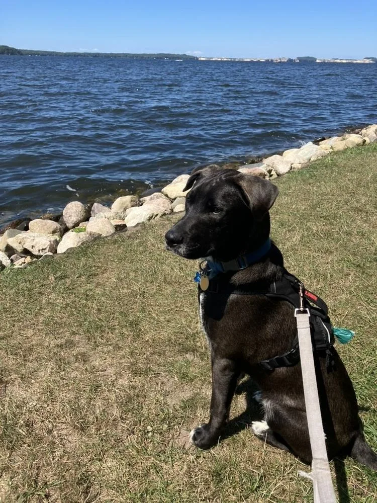 An adult small-sized male Labrador Retriever dog named Percy for adoption in South Bend, IN