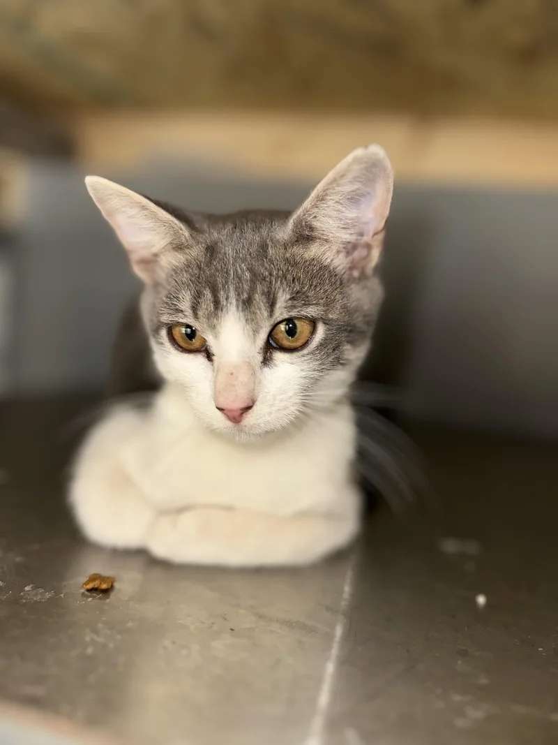 A young medium-sized male Gray & White Domestic Short Hair cat named Saddle for adoption in Clarksville, VA