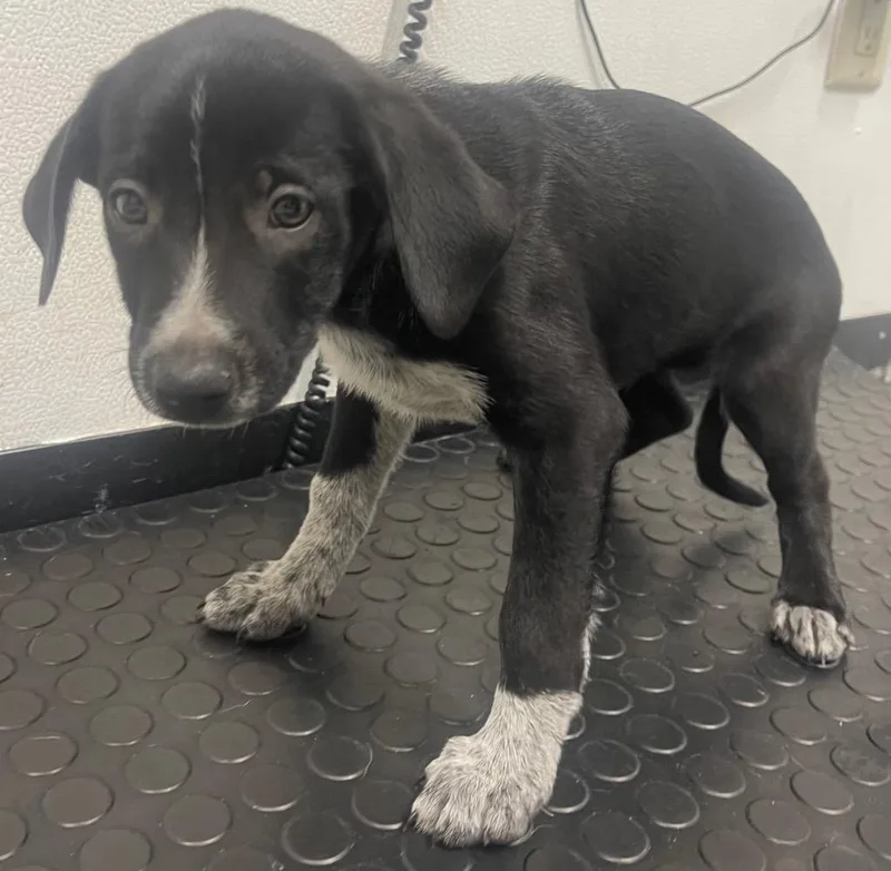 A baby medium-sized female Pointer dog named Emma for adoption in Seven Points, TX