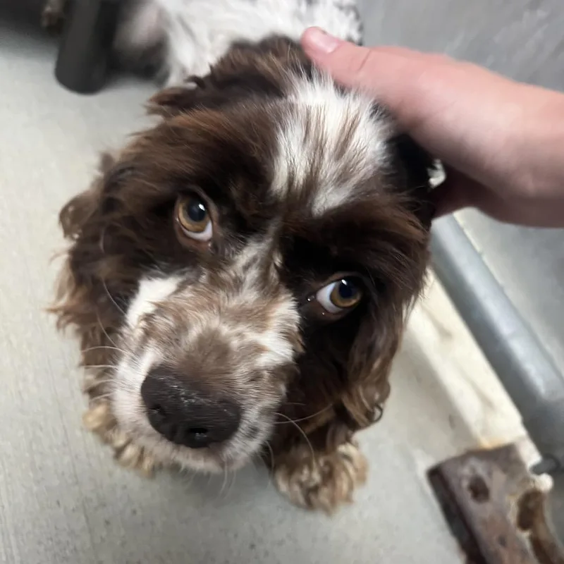 An adult small-sized male Brown / Chocolate English Cocker Spaniel dog named Sprinkler for adoption in Delaware, OH