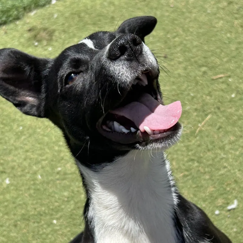 A young small-sized female Black Mixed Breed dog named Theiss Butler Campus for adoption in Flagstaff, AZ
