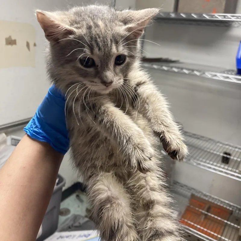 A baby small-sized female Gray / Blue / Silver Domestic Short Hair cat named Apple Music for adoption in Philadelphia, PA
