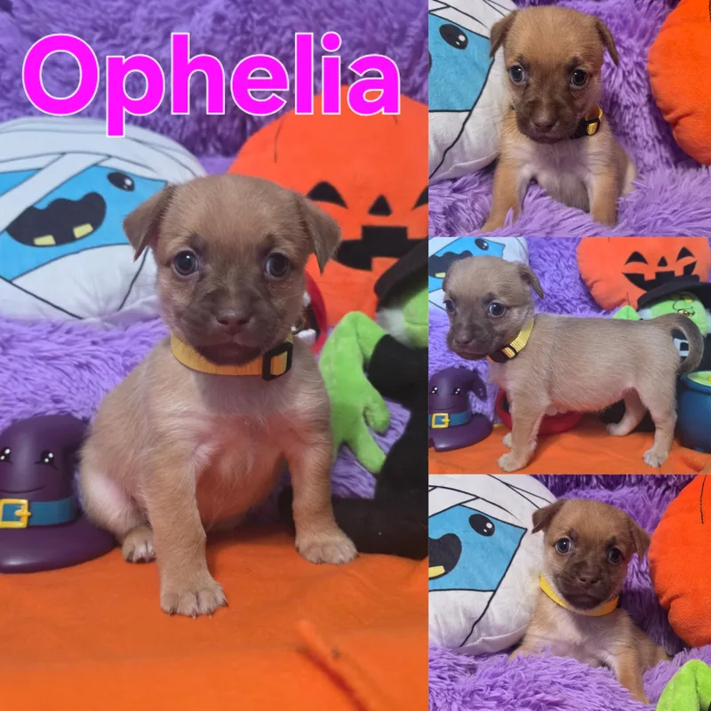 A baby small-sized female Brown / Chocolate Yorkipoo dog named Addams Family Girls for adoption in Dallas, TX